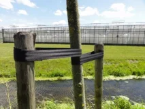Afbeelding Boomband 50 mm op rol